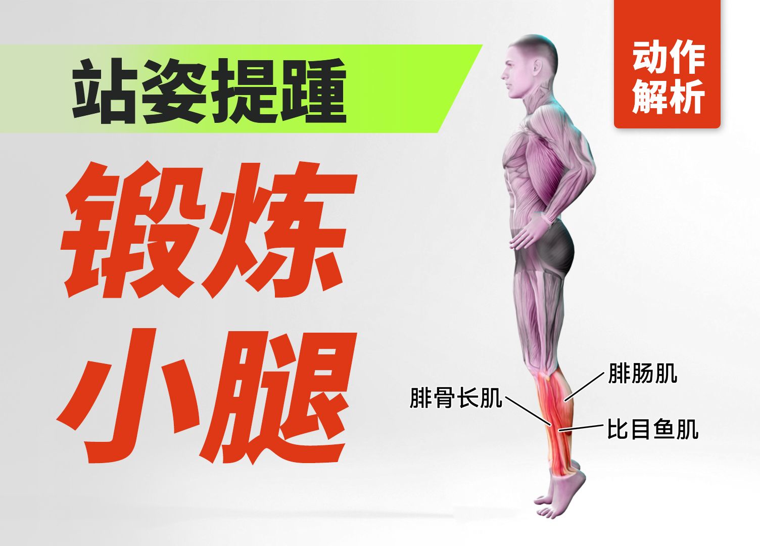 站姿提踵
